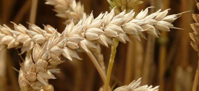 Enfermedad celíaca, intolerancia al gluten.